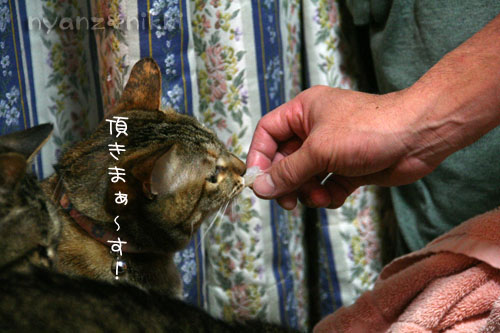 おさしみの時間_d0355333_14565720.jpg