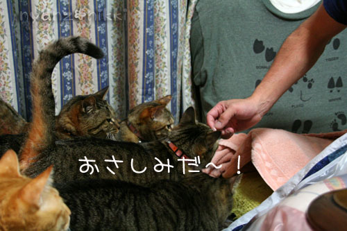 おさしみの時間_d0355333_14565757.jpg