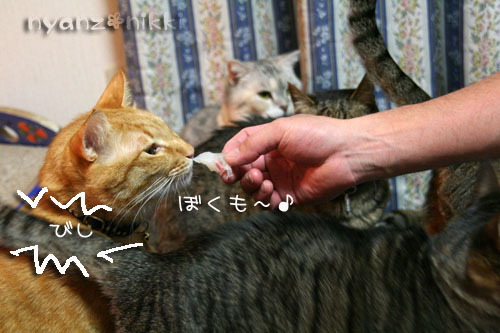 おさしみの時間_d0355333_14565803.jpg