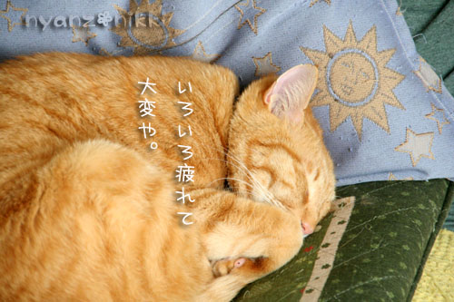 内股王子&固めてみました_d0355333_14570234.jpg