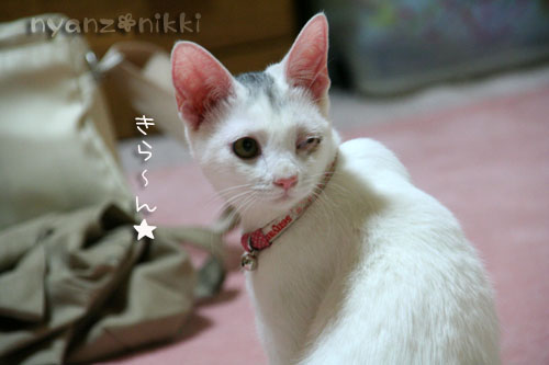 りんちゃん正式譲渡になりました_d0355333_14570403.jpg