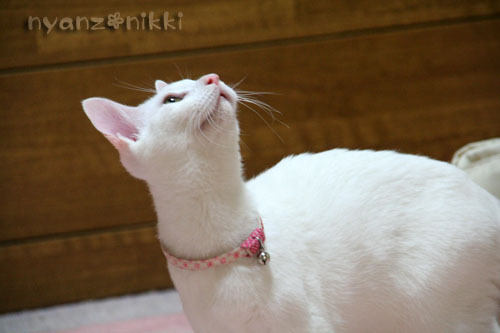 りんちゃん正式譲渡になりました_d0355333_14570441.jpg