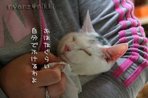 りんちゃん正式譲渡になりました_d0355333_14570522.jpg