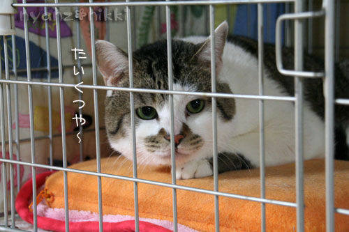 りんちゃん正式譲渡になりました_d0355333_14570666.jpg