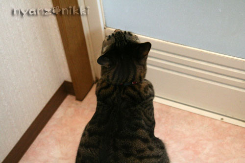 ぼくの日課_d0355333_14570719.jpg