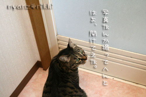 ぼくの日課_d0355333_14570817.jpg