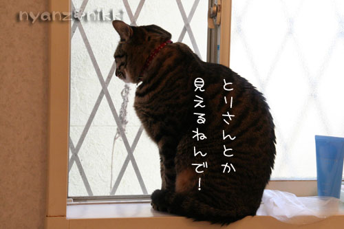 ぼくの日課_d0355333_14570933.jpg