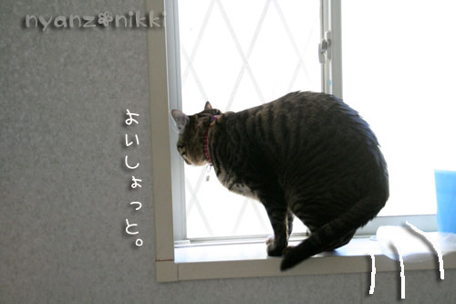 ぼくの日課_d0355333_14570965.jpg