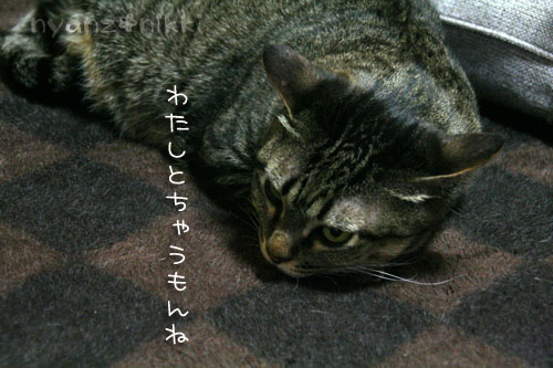 犯にゃんは誰だ★メガネ編_d0355333_14571504.jpg