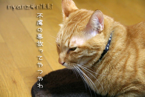 犯にゃんは誰だ★メガネ編_d0355333_14571748.jpg
