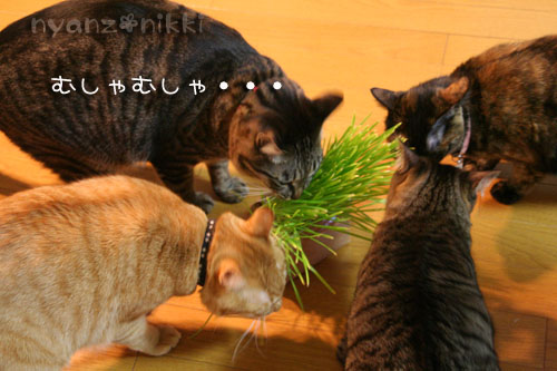 猫草が育ちましたよ_d0355333_14571833.jpg