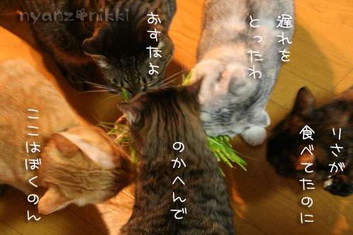 猫草が育ちましたよ_d0355333_14571917.jpg