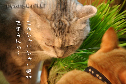 猫草が育ちましたよ_d0355333_14571971.jpg