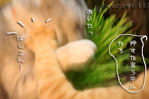 猫草が育ちましたよ_d0355333_14572018.jpg