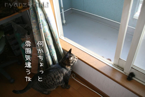 ベランダ脱走対策完了♪_d0355333_14581674.jpg