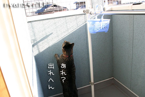 ベランダ脱走対策完了♪_d0355333_14581739.jpg