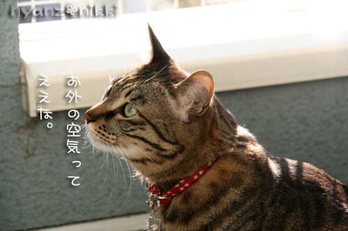 ベランダ脱走対策完了♪_d0355333_14581794.jpg