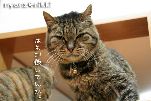 みおちゃんこんなに元気に!_d0355333_14595751.jpg