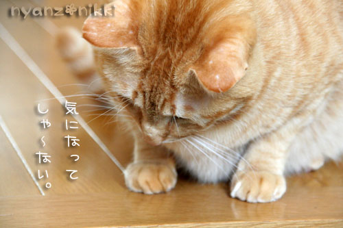 真剣な表情の先には_d0355333_15002987.jpg