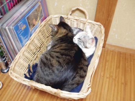 こはる&サマ太郎・・・行政収容の子紹介=33_d0355333_15003286.jpg