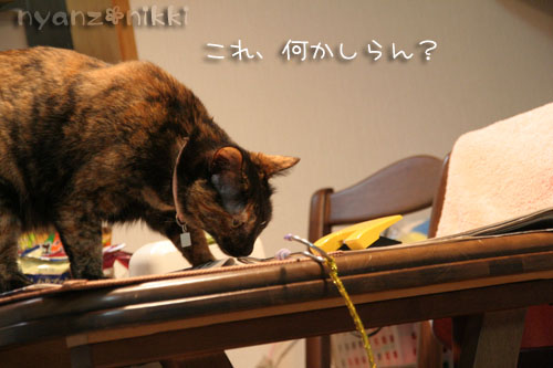 こはる&サマ太郎・・・行政収容の子紹介=33_d0355333_15003745.jpg
