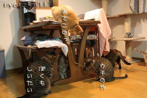 こはる&サマ太郎・・・行政収容の子紹介=33_d0355333_15003760.jpg