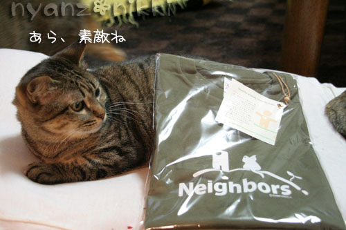 地域猫Tキタ────!Σ(‾ロ‾lll)_d0355333_15004398.jpg