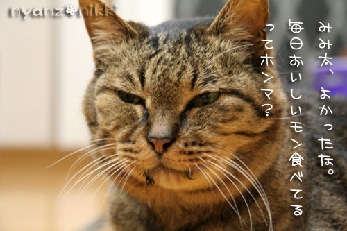 みみ太のナイショ話_d0355333_15004559.jpg