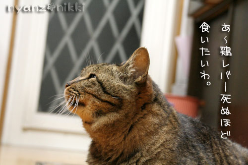 みみ太のナイショ話_d0355333_15004668.jpg