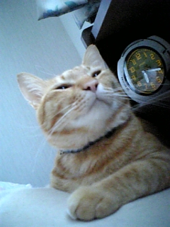 おねだり顔_d0355333_15010178.jpg