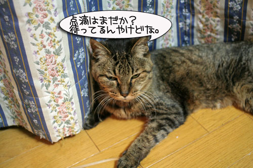 新しい椅子がきたよ!_d0355333_15011307.jpg