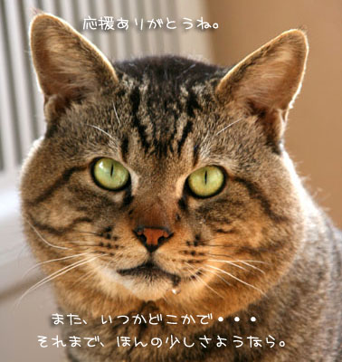 トトちゃん、虹の橋へ_d0355333_15013062.jpg