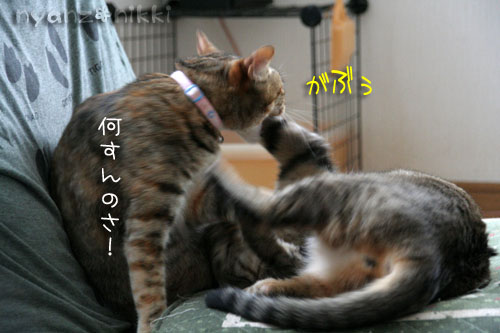 コラボ企画♪ララ×笑子_d0355333_15013221.jpg