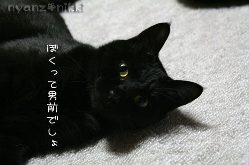 宿のにゃんずとぷち完走記_d0355333_15014275.jpg