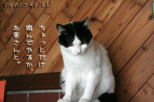 さすけ&くろすけは名コンビ_d0355333_15014450.jpg