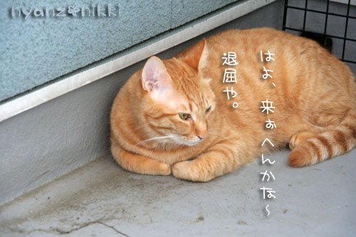 りぼんちゃん保護顚末記その1_d0355333_15020465.jpg