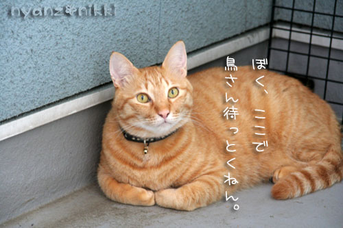 りぼんちゃん保護顚末記その1_d0355333_15020466.jpg