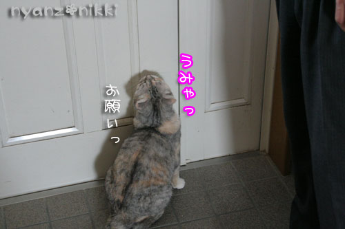 りぼんちゃん保護顚末記完結編&お得なコラボ企画_d0355333_15020533.jpg