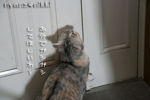 りぼんちゃん保護顚末記完結編&お得なコラボ企画_d0355333_15020590.jpg