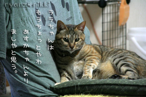 ダイエットちう_d0355333_15020818.jpg