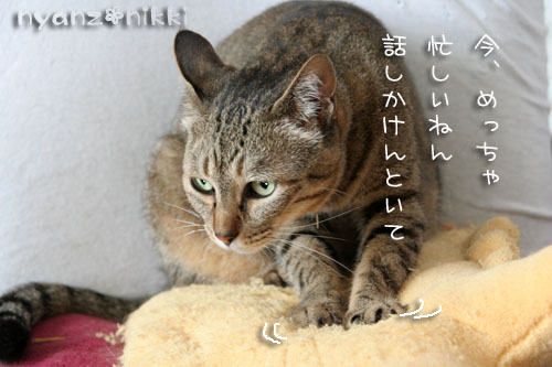 ダイエットちう_d0355333_15020870.jpg