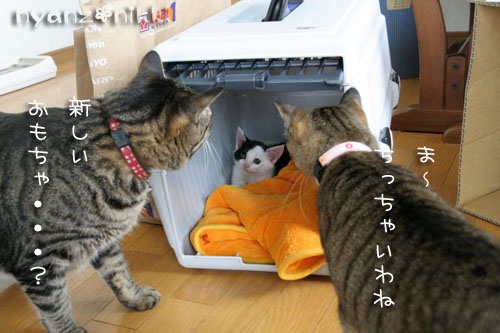 みのりちゃんが来ました♪_d0355333_15022579.jpg