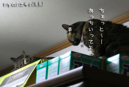 あたしの場所よ!_d0355333_15023754.jpg