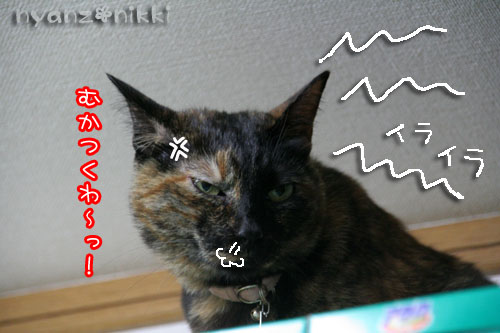 あたしの場所よ!_d0355333_15023840.jpg