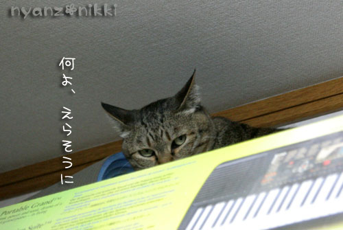あたしの場所よ!_d0355333_15023854.jpg