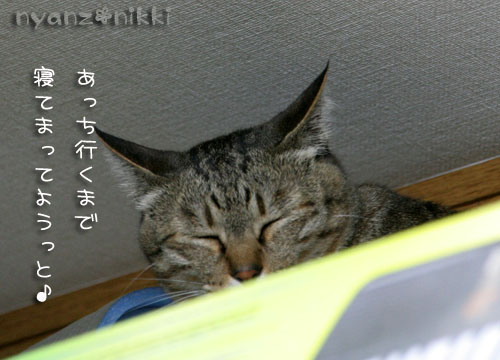あたしの場所よ!_d0355333_15023887.jpg
