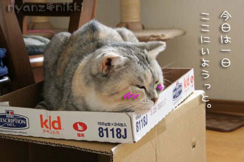 猫マンション_d0355333_15023940.jpg