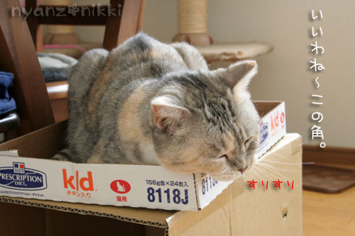 猫マンション_d0355333_15023958.jpg