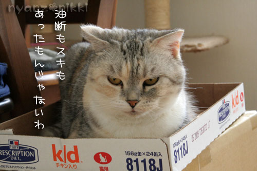 猫マンション_d0355333_15024004.jpg