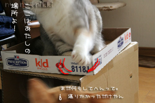 猫マンション_d0355333_15024064.jpg